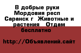 В добрые руки - Мордовия респ., Саранск г. Животные и растения » Отдам бесплатно   
